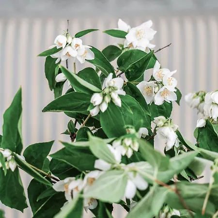 Lundsgaard Gods Kerteminde