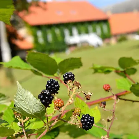 Hotel Lundsgaard Gods - Ved Sommers